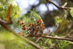 Sterculia foetida